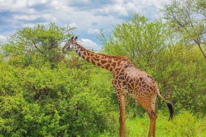 Tanzania Classic Safari 3 Days / 2 Nights - The Itinerary Breakdown