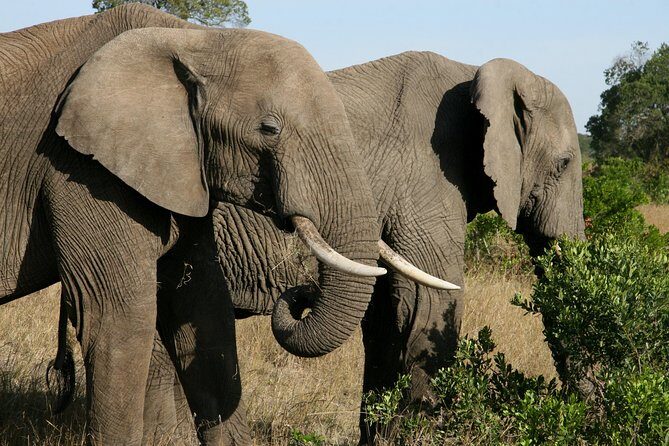 Tanzania Classic Safari 3 Days / 2 Nights - FAQ