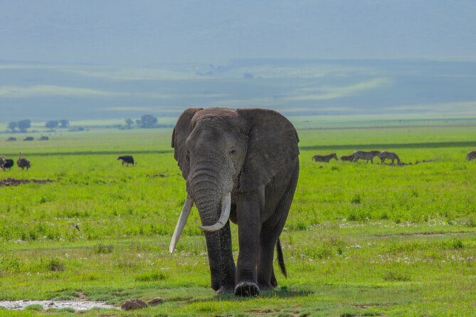 Tanzania Classic Safari 3 Days / 2 Nights - Final Thoughts