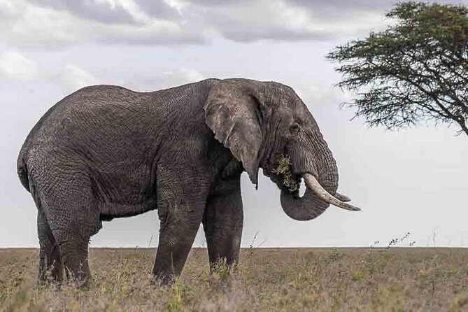 Tanzania Classic Safari - 7 Days - Final Thoughts: Is It Worth It?