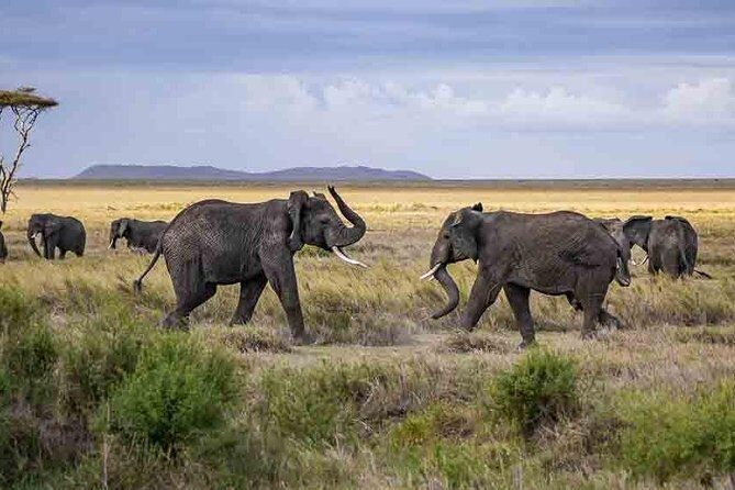 Tanzania Classic Safari - 7 Days - FAQ