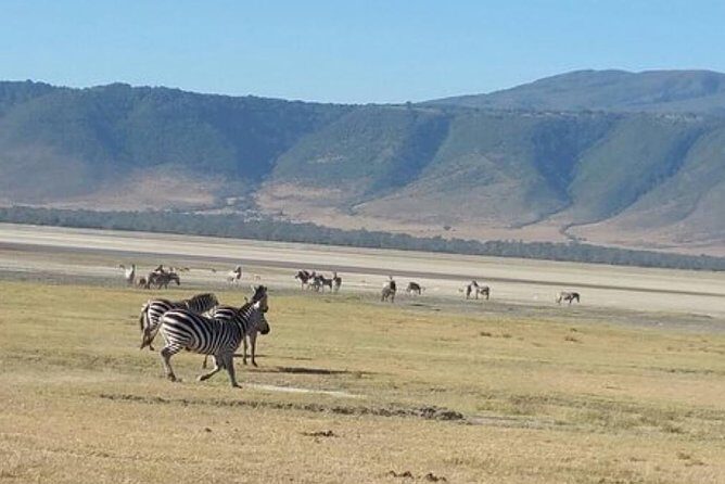Tanzania Day Tour to Ngorongoro Crater- Lowest Price - The Experience of a Guide