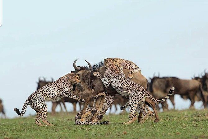 Tanzania Day Tour to Ngorongoro Crater- Lowest Price - The Practical Aspects: Transport, Timing, and Group Size