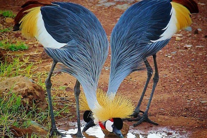 Tanzania Day Tour to Ngorongoro Crater- Lowest Price - Authenticity and Value