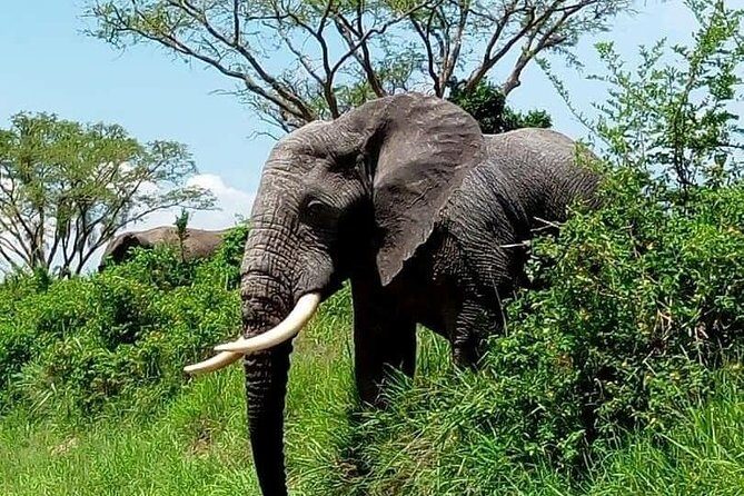 Tanzania Day Tour to Ngorongoro Crater- Lowest Price - Who Is This Tour Best For?