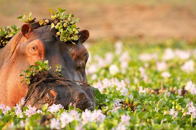 Tanzania Enticing Explorations - 6 Days - Guides and reviews