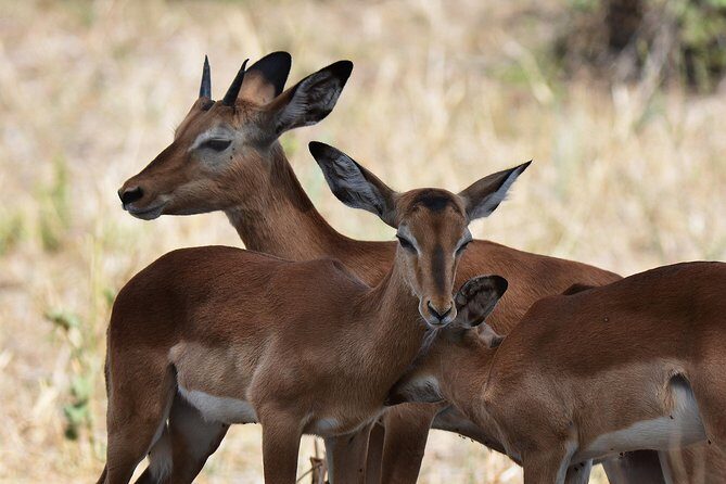 Tanzania Experience Safari and Tours - Final Thoughts: Who Should Consider This Safari?