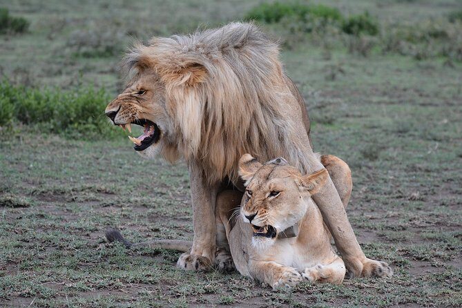 Tanzania Experience Safari and Tours - Final Word