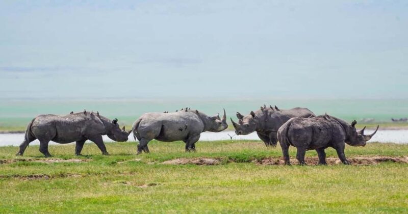 Tanzania: Four Days Wildlife Safari in Northern Parks - Key Points