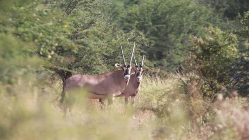 Tanzania: Four Days Wildlife Safari in Northern Parks - The Itinerary in Detail