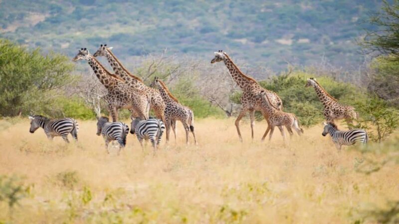 Tanzania: Four Days Wildlife Safari in Northern Parks - Day 2: From Arusha to Tarangire National Park