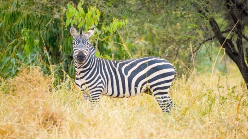 Tanzania: Four Days Wildlife Safari in Northern Parks - Day 3: Ngorongoro Crater – The Wildlife Sanctuary