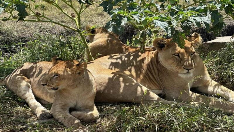 Tanzania: Four Days Wildlife Safari in Northern Parks - Frequently Asked Questions