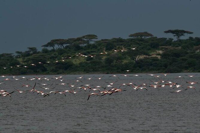 Tanzania Luxury Safari - An Honest Look at the Safari Experience
