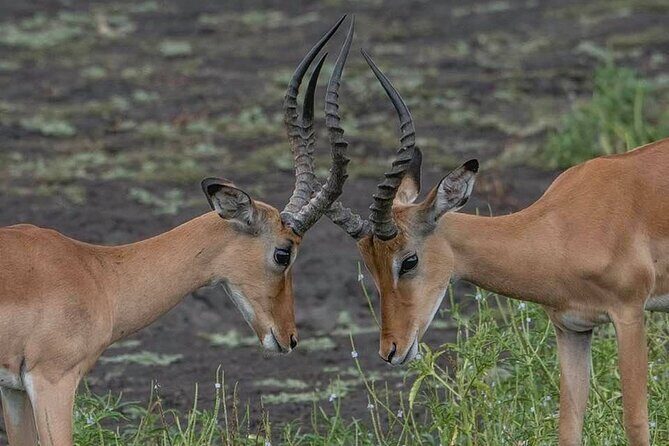 Tanzania Luxury Safari - FAQ