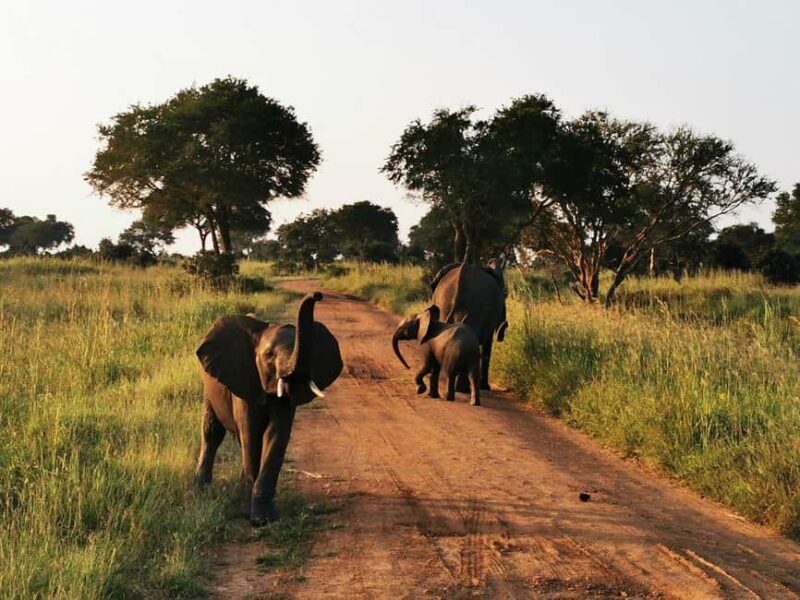 Tanzania: Mikumi National Park 3-Day Private Safari - What to Expect from Your Mikumi Safari
