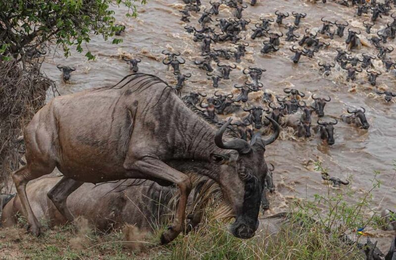 Tanzania: Northern Circuit Luxury Safari - An In-Depth Look at the Tanzania Northern Circuit Luxury Safari