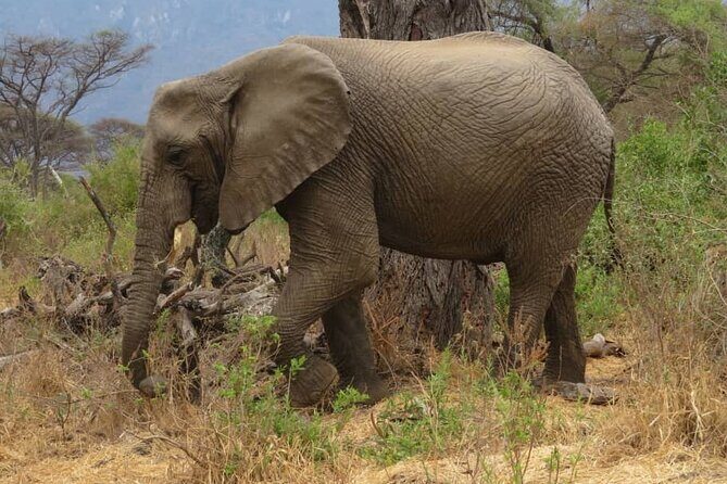 Tanzania Private Classic Safari - 7 Days - Lake Manyara – A Birdwatcher’s Paradise
