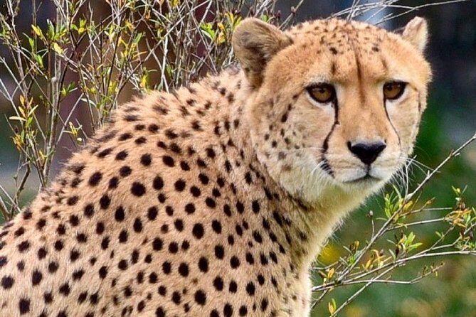 Tanzania Private Classic Safari - 7 Days - The Serengeti – The Iconic Wilderness