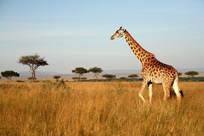 Tanzania Safari and Kilimanjaro Climb Multi-Day Experience - What Our Reviewers Say