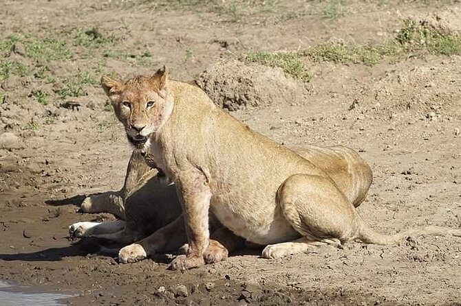 Tanzania Safari Join Group - The 6-Day Itinerary in Detail