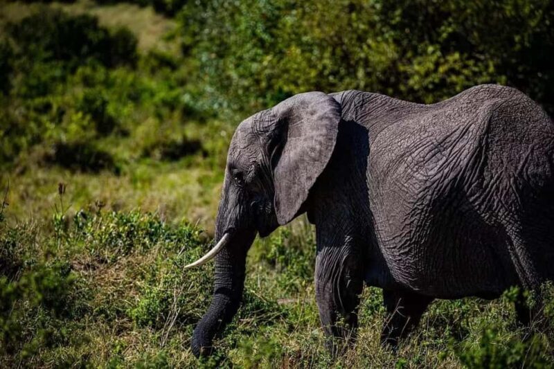 Tanzania Safari: Mikumi National Park Tour with One night - Key Points