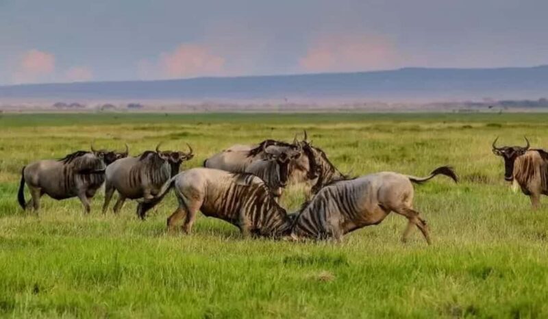 Tanzania Safari: Mikumi National Park Tour with One night - Why Mikumi National Park?