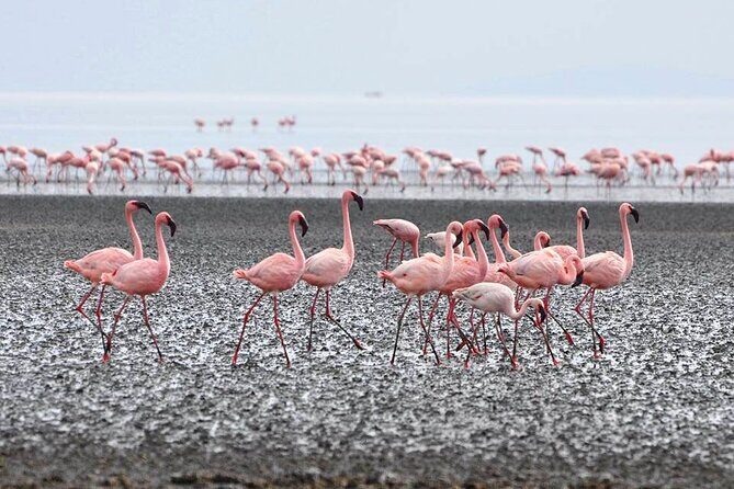 Tanzania Safari - The Great Migration in the North of the Serengeti and Lake Natron - Authentic Insights from Reviewers