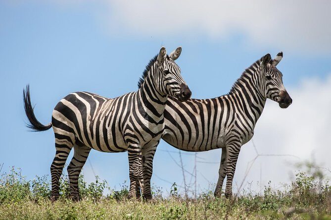 Tanzania Safari - The Great Migration in the North of the Serengeti and Lake Natron - Who Should Consider This Safari?