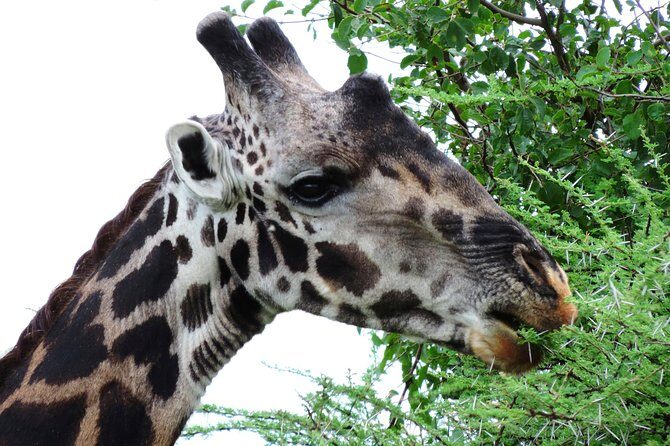 Tanzania Safari - The Great Migration in the North of the Serengeti and Lake Natron - The Sum Up