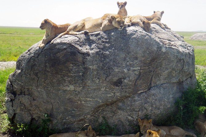 Tanzania safari with guide in Italian, the great Migration of the Serengeti - Key Points  