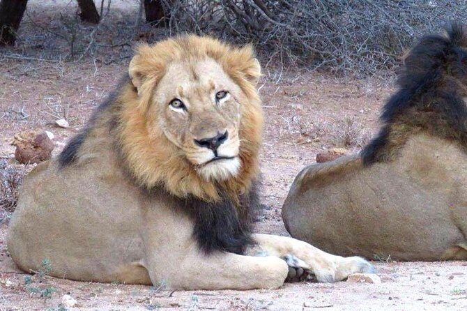 Tanzania safari with guide in Italian, the great Migration of the Serengeti - FAQ  