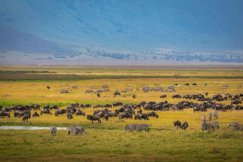 Tanzania safaris and Zanzibar beach - Key Points