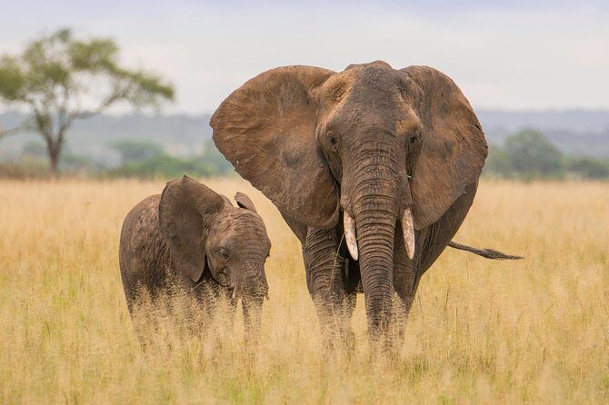 Tanzania Simba Safari - 5 Days - Guides and Vehicles: Why They Matter