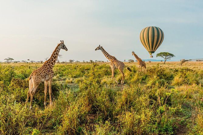 Tanzania Through The Rift Valley - 5 Days - What Does the Price Cover and Is It Worth It?