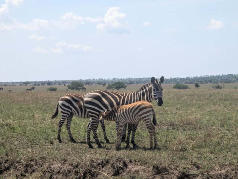 Tanzania Wild Explorer - An Honest Look at the Tanzania Wild Explorer