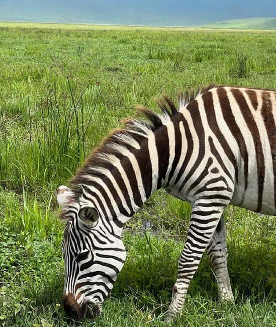 Tanzania wild safari: 2-Days Tarangire and Ngorongoro Crater - Tanzania Wild Safari: 2-Days Tarangire and Ngorongoro Crater