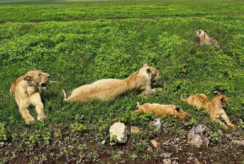 Tanzania wild safari: 2-Days Tarangire and Ngorongoro Crater - Who Is This Tour Best For?