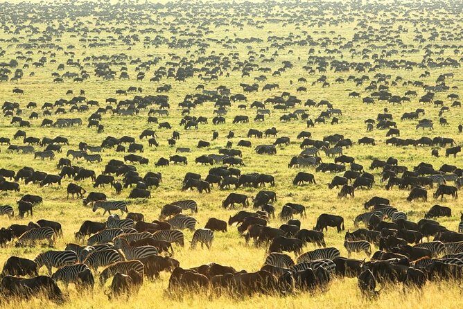 Tanzania wildlife & Cultural Safari- 11days - Detailed Breakdown of the Itinerary