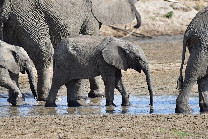 Tanzania Wildlife Cultural Safari from Arusha. - Guides and Vehicles: The Heart of the Experience