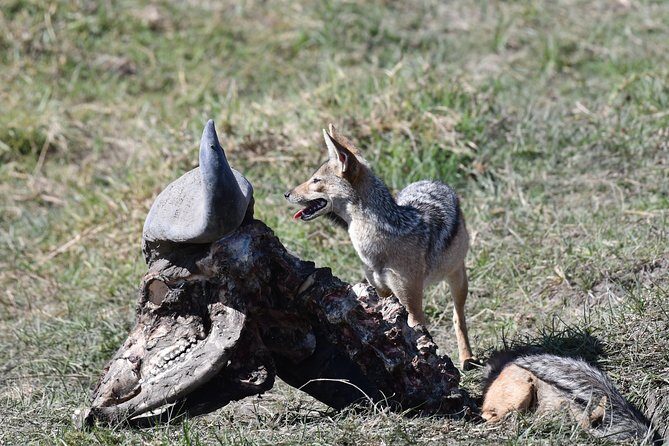 Tanzania Wildlife Cultural Safari from Arusha. - Hotels and Accommodation: Comfort Amidst Nature
