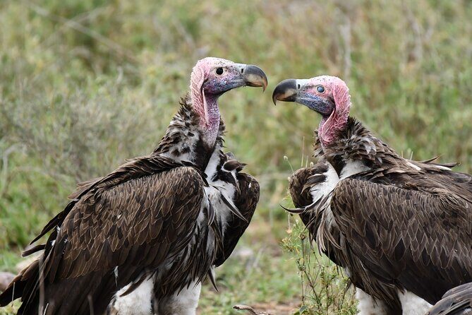 Tanzania Wildlife Cultural Safari from Arusha. - FAQs