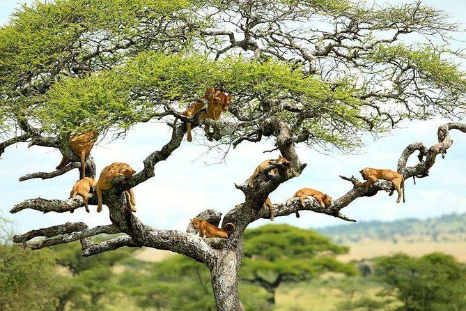 Tanzania Wildlife Encounters - 6 Days - Introduction to the Tanzania Wildlife Encounters - 6 Days Experience
