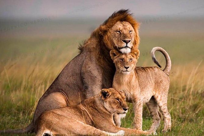 Tanzania Wildlife Encounters - 6 Days - What to Expect From the Experience