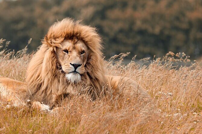 Tanzania Wildlife Encounters - 6 Days - Pricing and Value Analysis