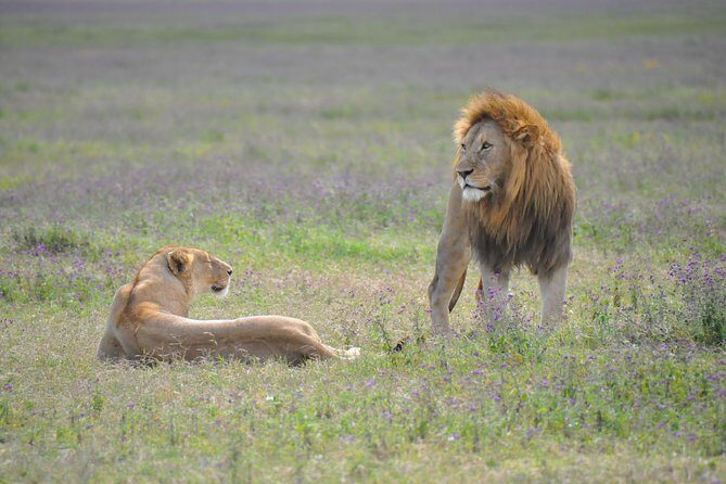 Tanzania Wildlife Encounters - 6 Days - FAQs