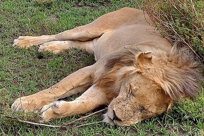 Tanzania Wildlife Safari Budget Camping - The Value of This Safari