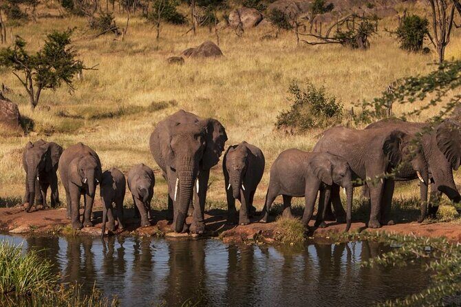 Tanzania Wildlife Safari - Tarangire | Serengeti and Ngorongoro Crater - The Sum Up