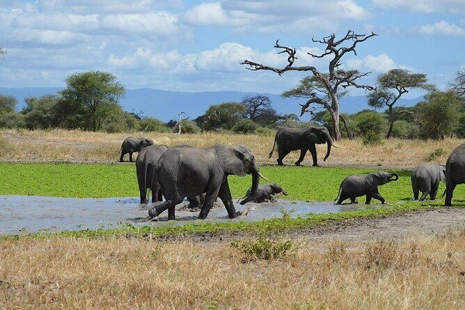 Tanzania Wildlife Safari - Tarangire | Serengeti and Ngorongoro Crater - FAQ