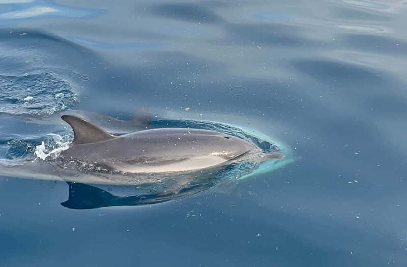Taormina: Dolphin Tour and Sunset Aperitif Boat Tour - Who Will Love This Experience?
